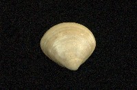 藏品(普通文蛤)的圖片